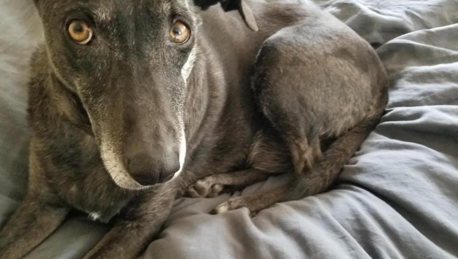Sadie Mae, a brindle Catahoula Rottweiler mix, curled up calmly on a soft blanket